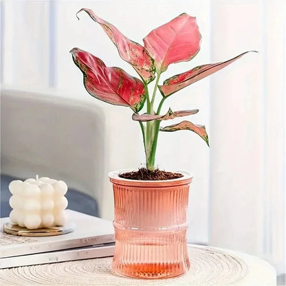 Self Watering Planter – Transparent Double Layer Hydroponic Flower Pot for Home & Office Plants