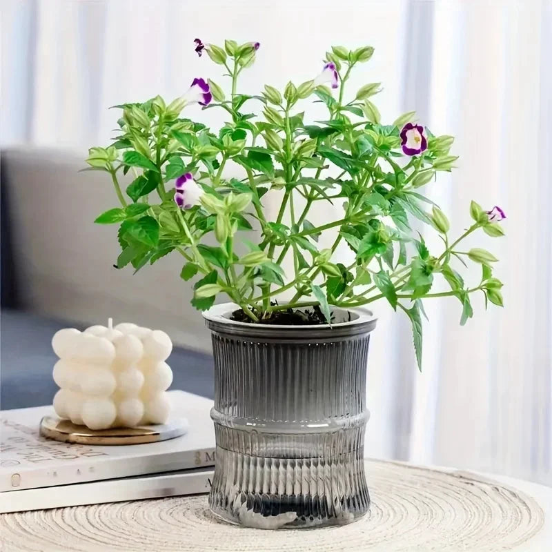 Self Watering Planter – Transparent Double Layer Hydroponic Flower Pot for Home & Office Plants