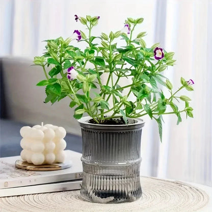 Self Watering Planter – Transparent Double Layer Hydroponic Flower Pot for Home & Office Plants